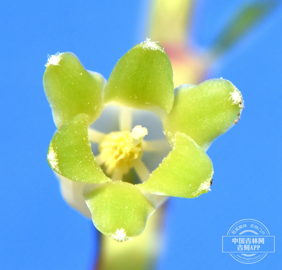 玉竹花（单花）.JPG