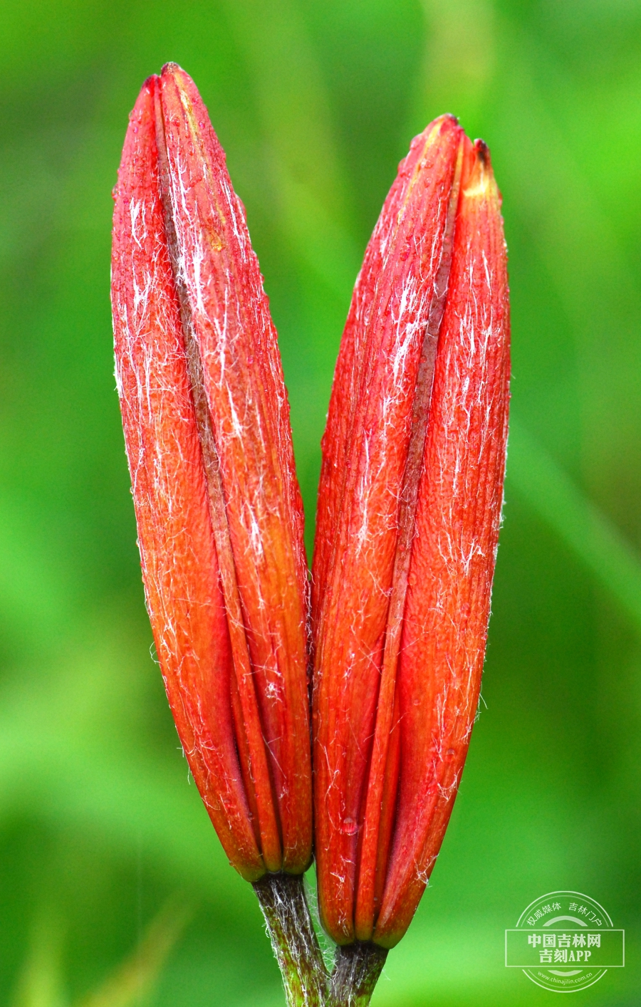 毛百合花蕾.JPG