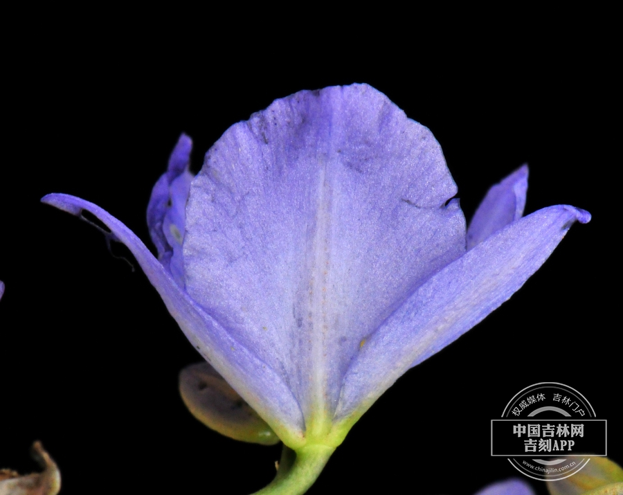 雨久花花（侧）.jpg