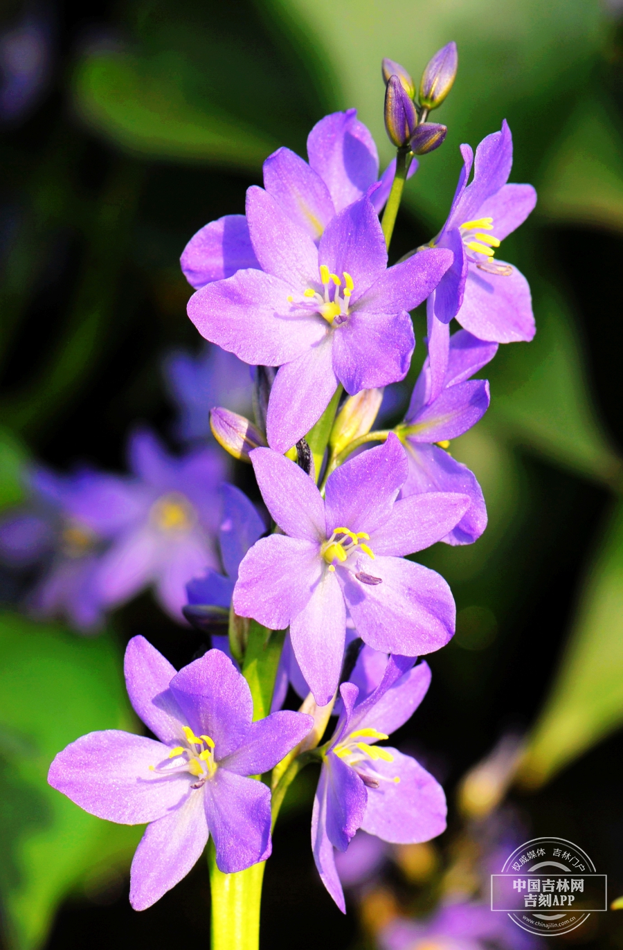 雨久花花序（粉色）.JPG