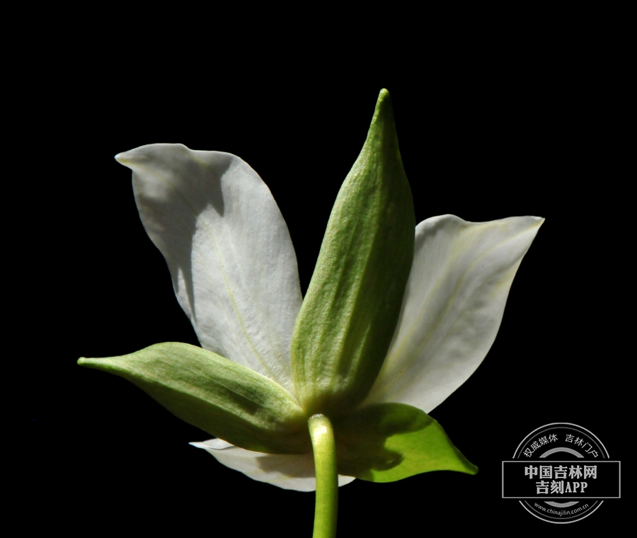 吉林延龄草花（背）.jpg