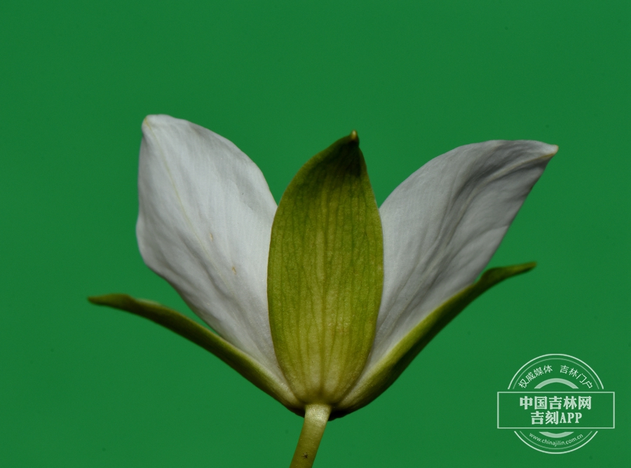 吉林延龄草花（侧）.jpg