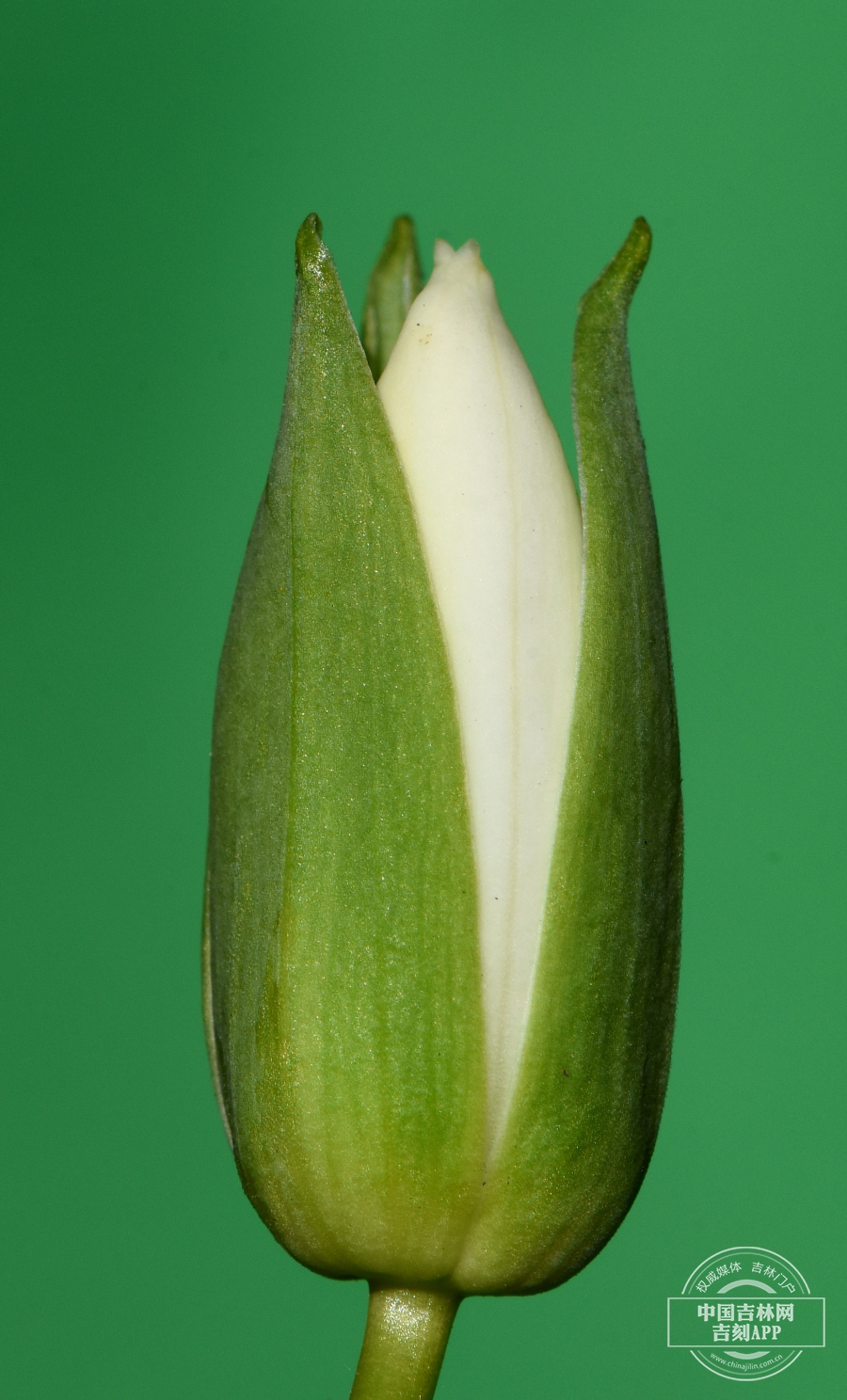 吉林延龄草花蕾.jpg