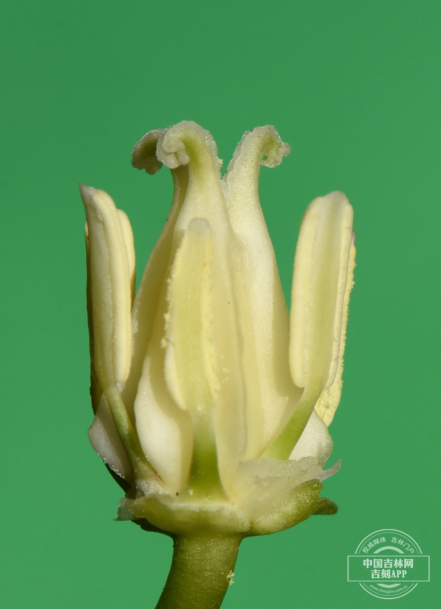 吉林延龄草雄蕊与雌蕊（侧）.jpg