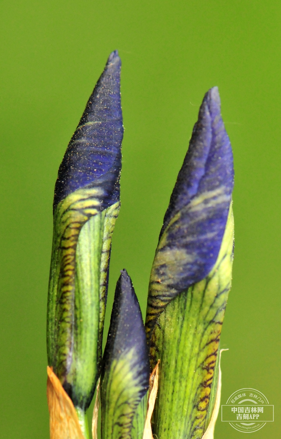 溪荪花蕾.jpg