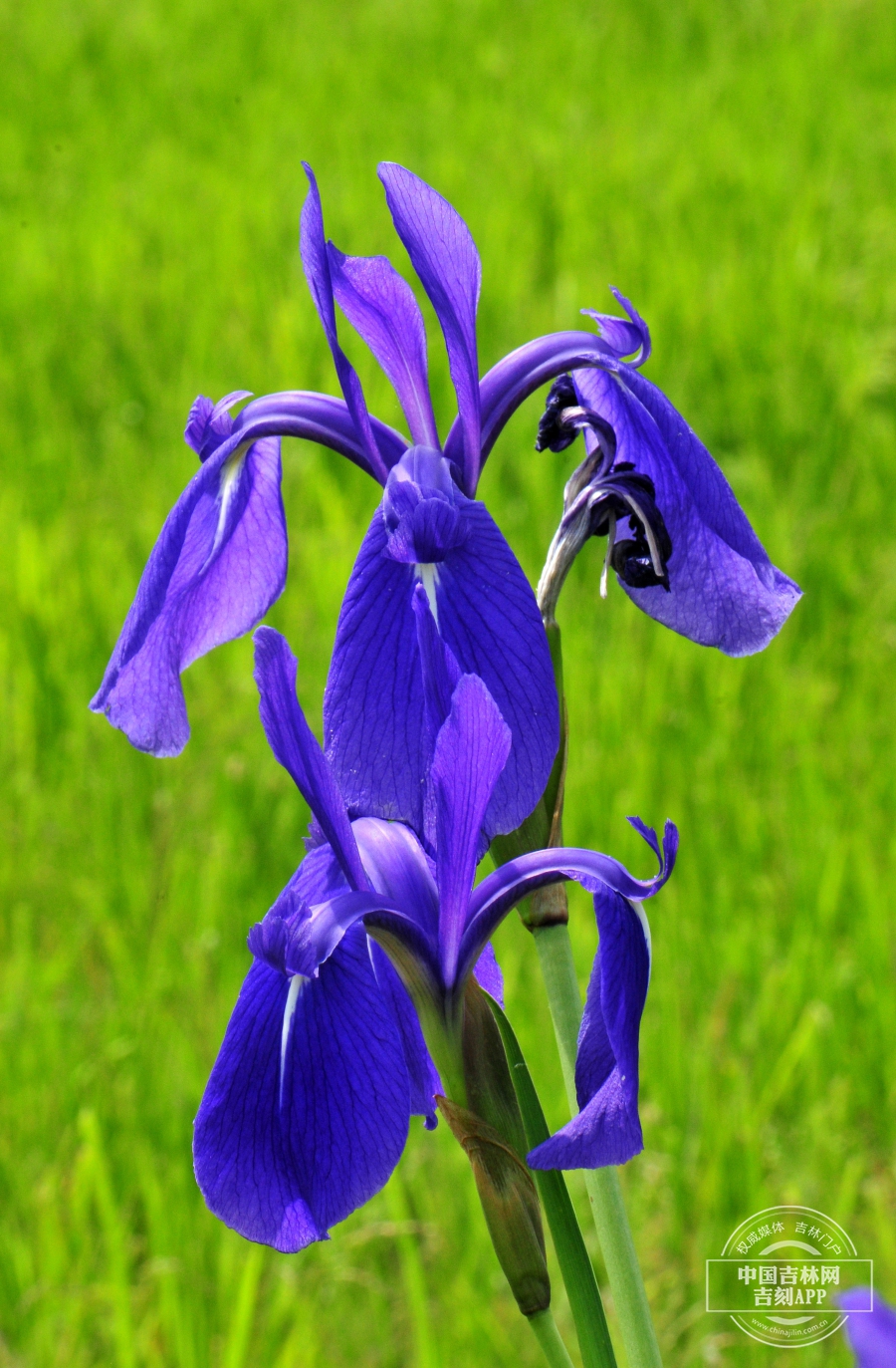 燕子花花（深蓝色）.jpg