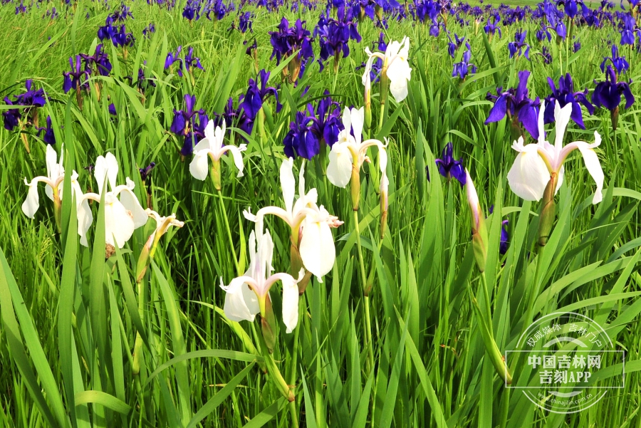 燕子花植株（花白色）.jpg