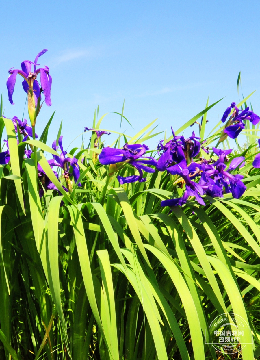 燕子花植株.jpg