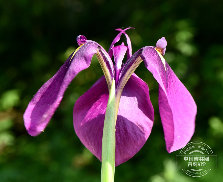 玉蝉花花（粉色）.jpg