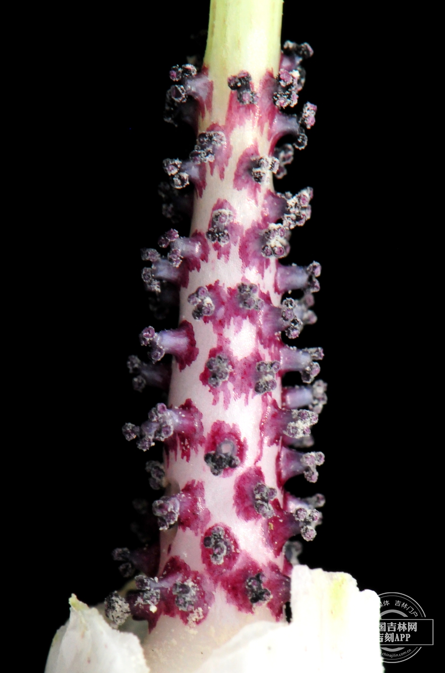 东北南星雄花序（去苞片，花药紫色）.jpg