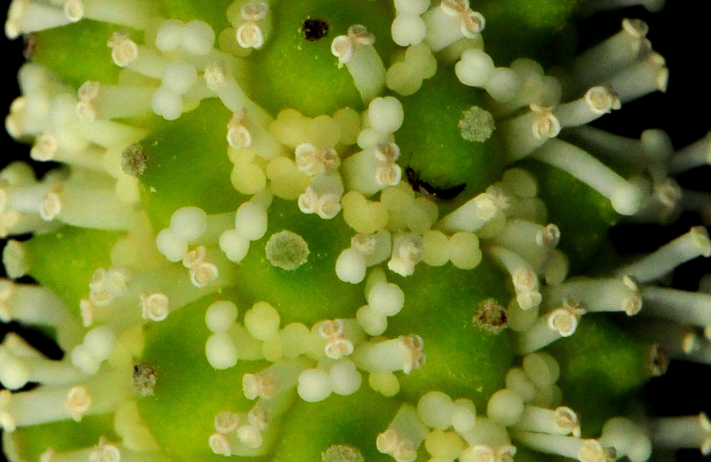 水芋花.jpg 水芋花.jpg