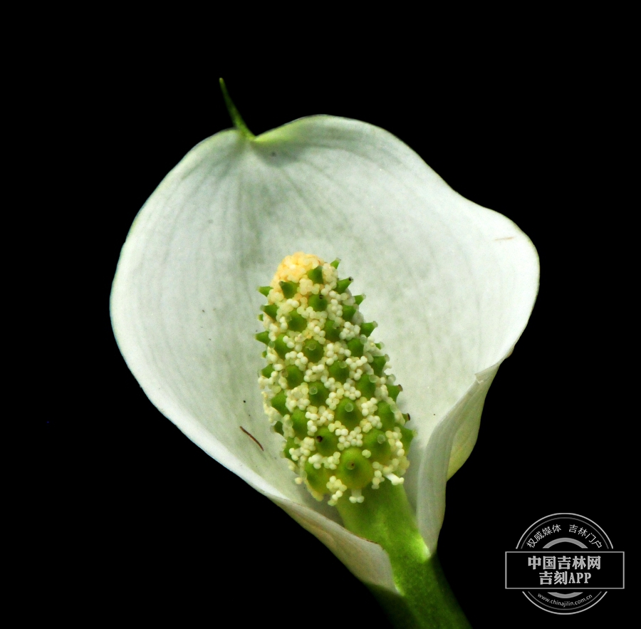 水芋花序.jpg 水芋花序.jpg