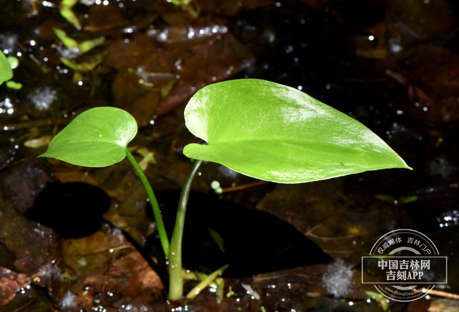 水芋幼株.JPG
