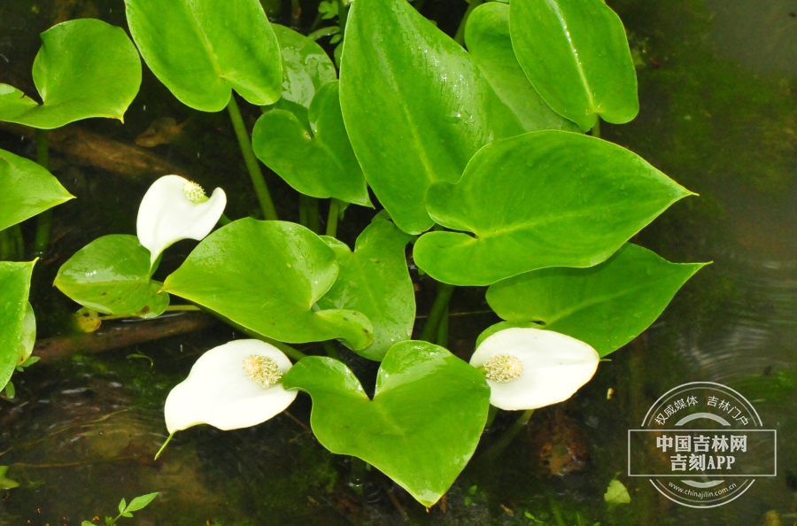 水芋植株.jpg 水芋植株.jpg