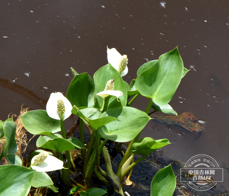 水芋植株(侧).jpg 水芋植株(侧).jpg