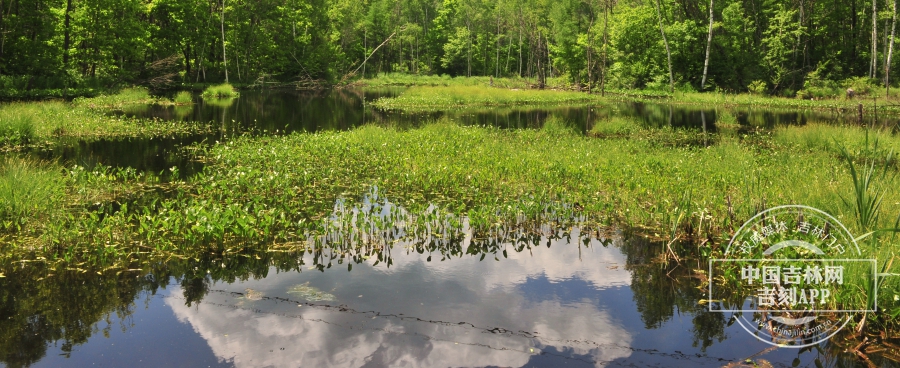 水芋群落.jpg 水芋群落.jpg