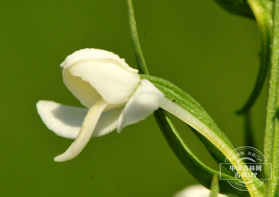 密花舌唇兰花（侧）.jpg