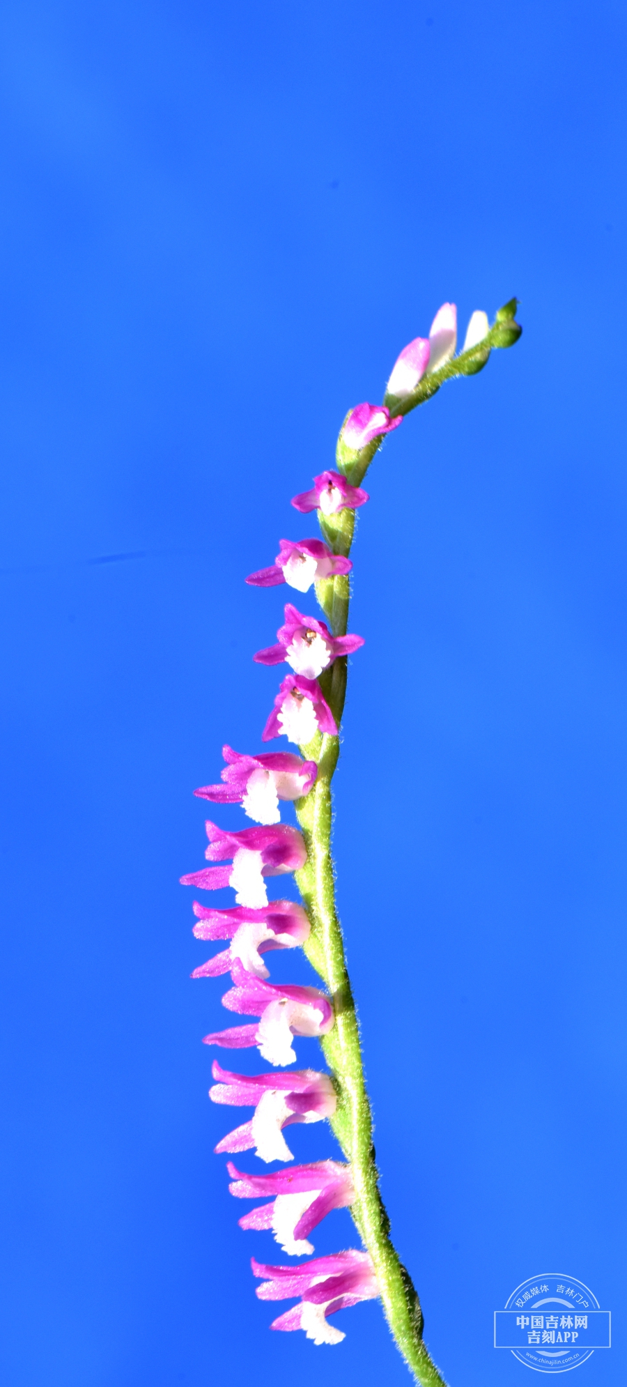 绶草花序（弯曲）.JPG