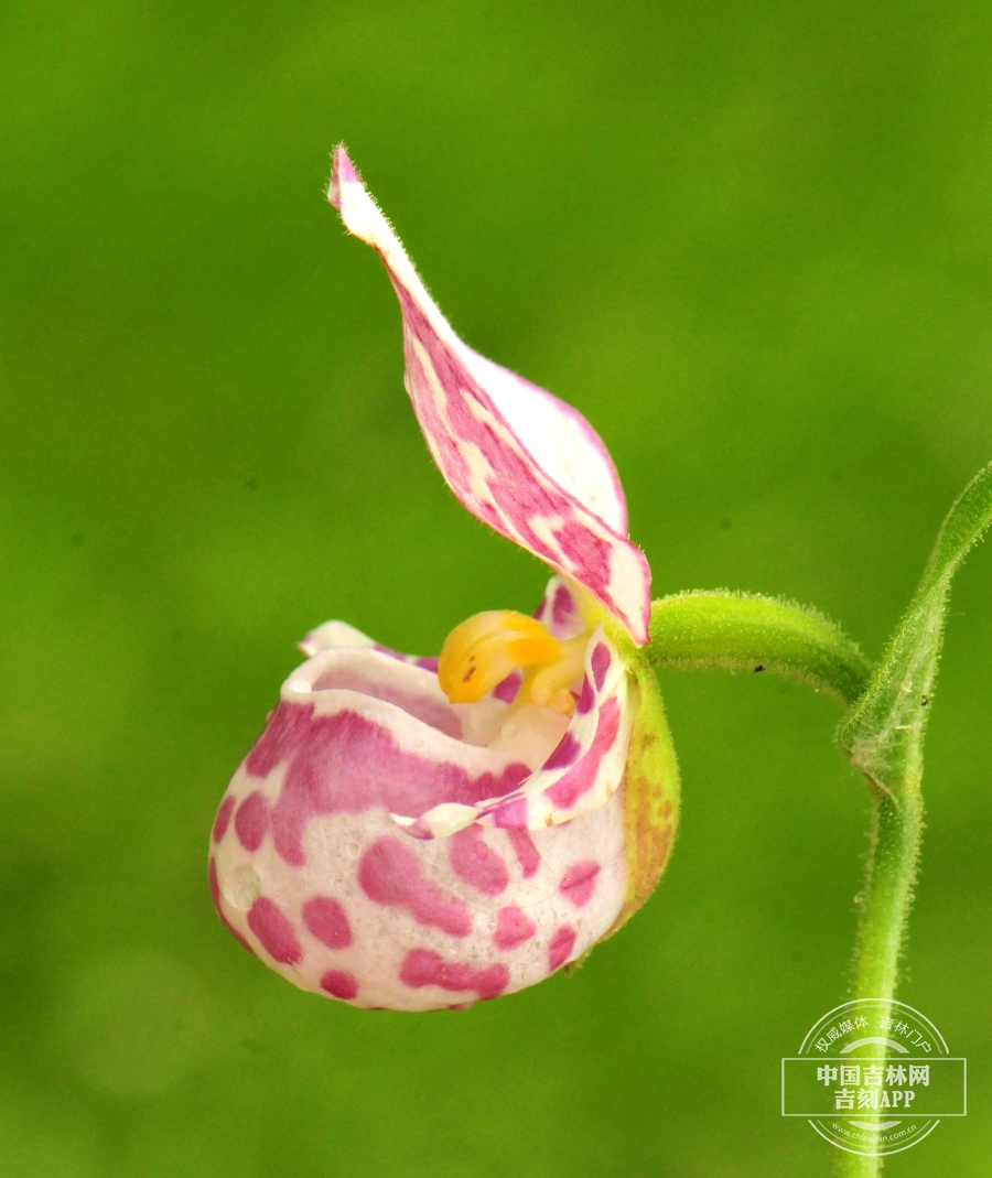 紫点杓兰花（淡粉色）.jpg