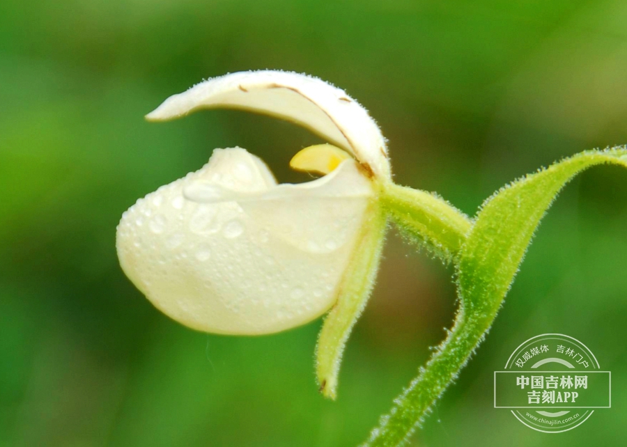 紫点杓兰花（白色）.jpg