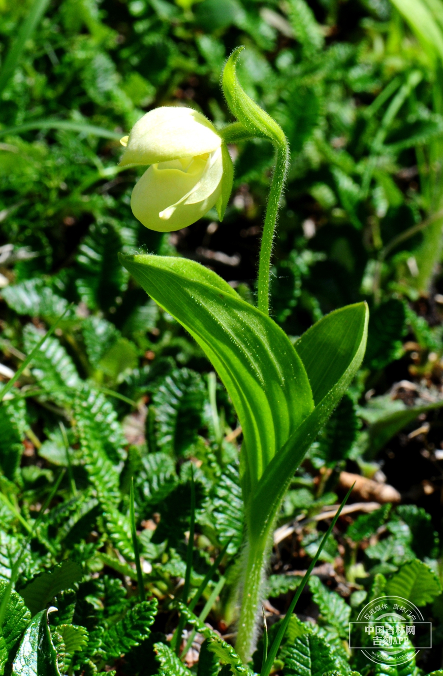 紫点杓兰植株（花白色）.jpg