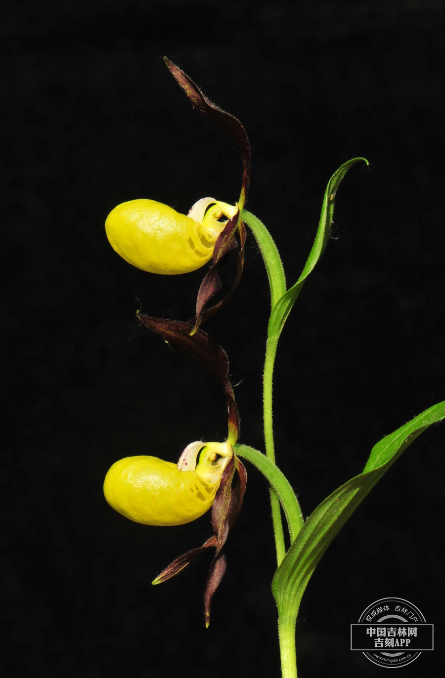杓兰花（侧）.jpg