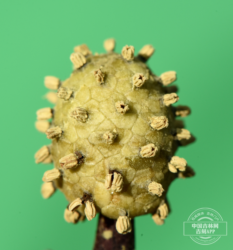 臭菘花序(无苞片).jpg 臭菘花序(无苞片).jpg