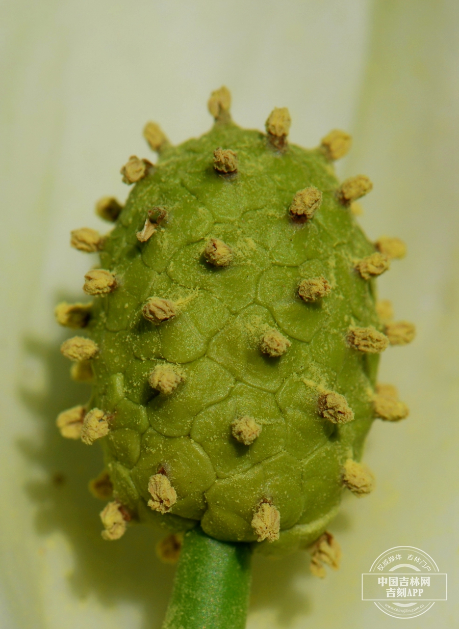 臭菘花序(无苞片,淡绿色).jpg 臭菘花序(无苞片,淡绿色).jpg