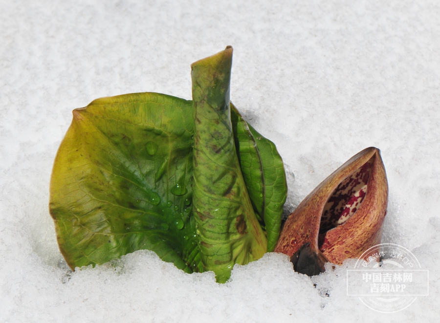 臭菘植株(雪中).jpg 臭菘植株(雪中).jpg