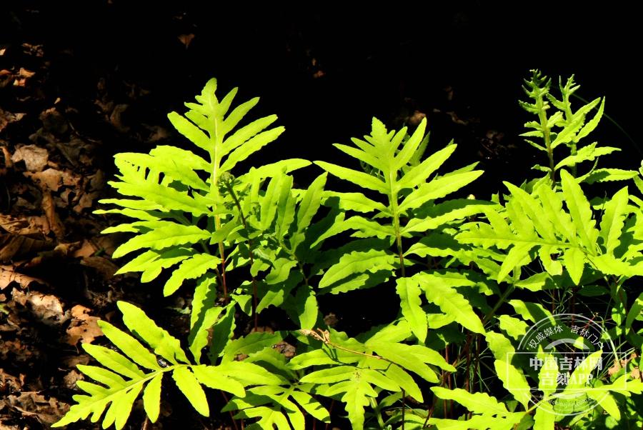 球子蕨植株.jpg
