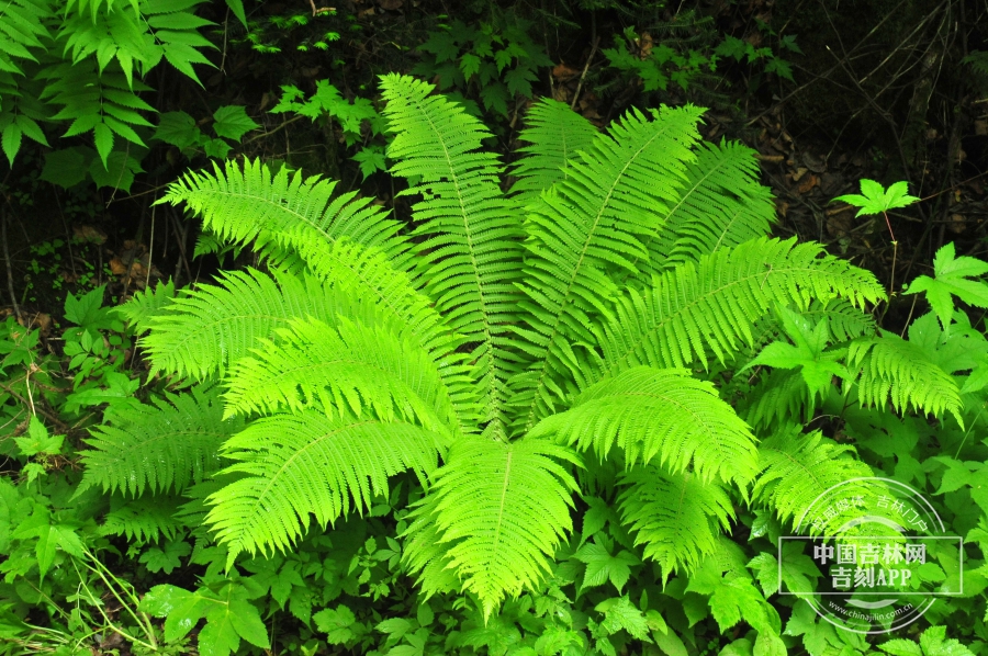 荚果蕨植株.jpg