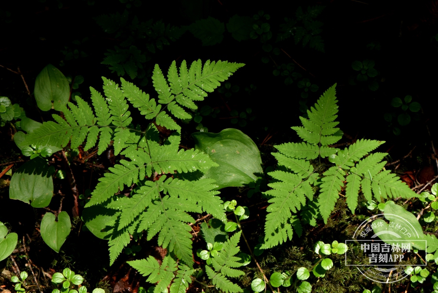 羽节蕨植株.jpg