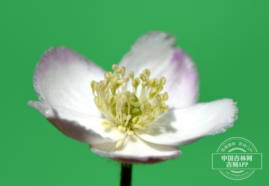 毛果银莲花花 （萼片边缘淡紫色）.jpg