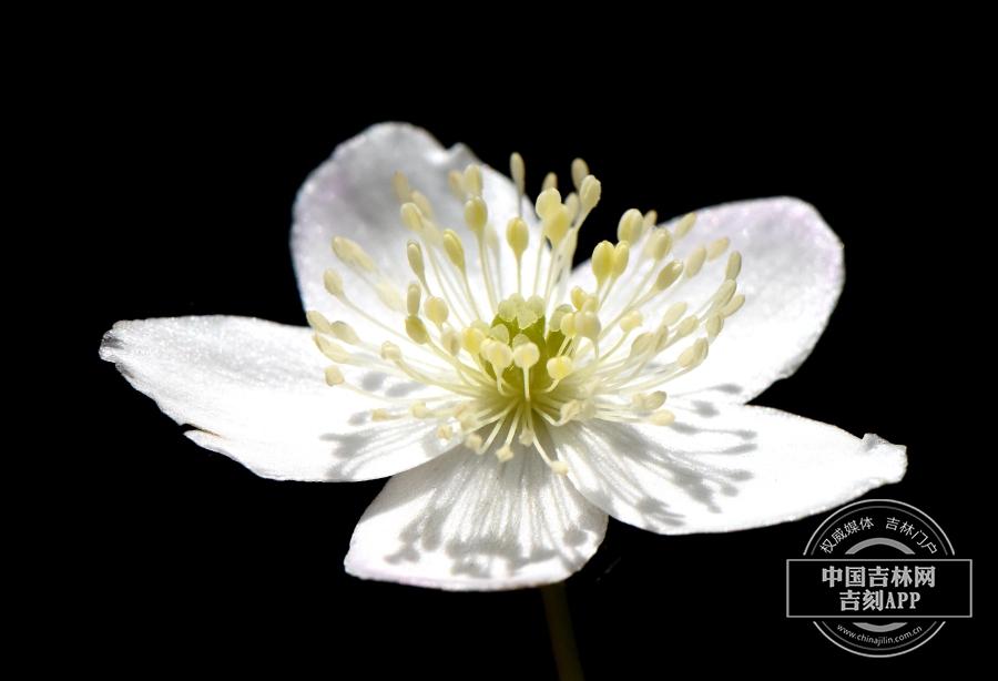 毛果银莲花花（5瓣）.JPG