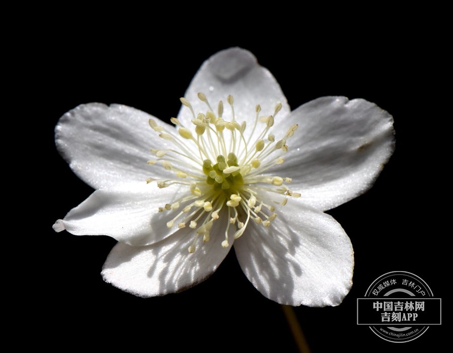 毛果银莲花花（6瓣）.jpg