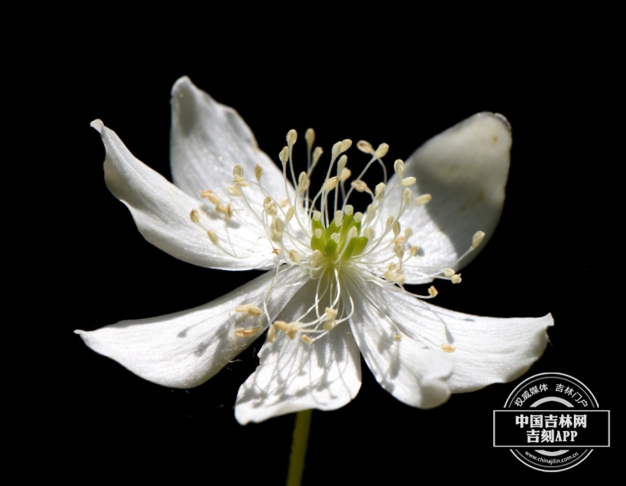 毛果银莲花花（7瓣）.JPG