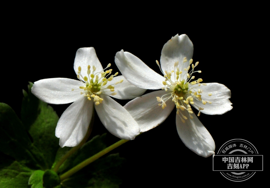 毛果银莲花花（双花）.jpg