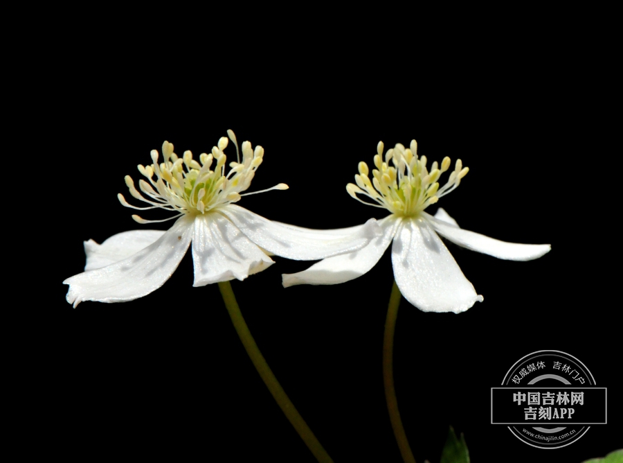 毛果银莲花花（双花，侧）.jpg