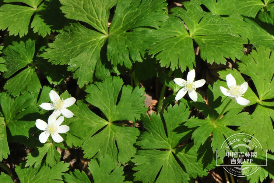 毛果银莲花植株.jpg