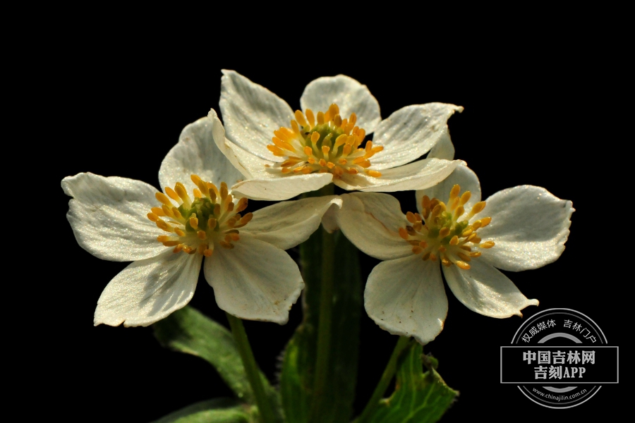 长毛银莲花花.jpg