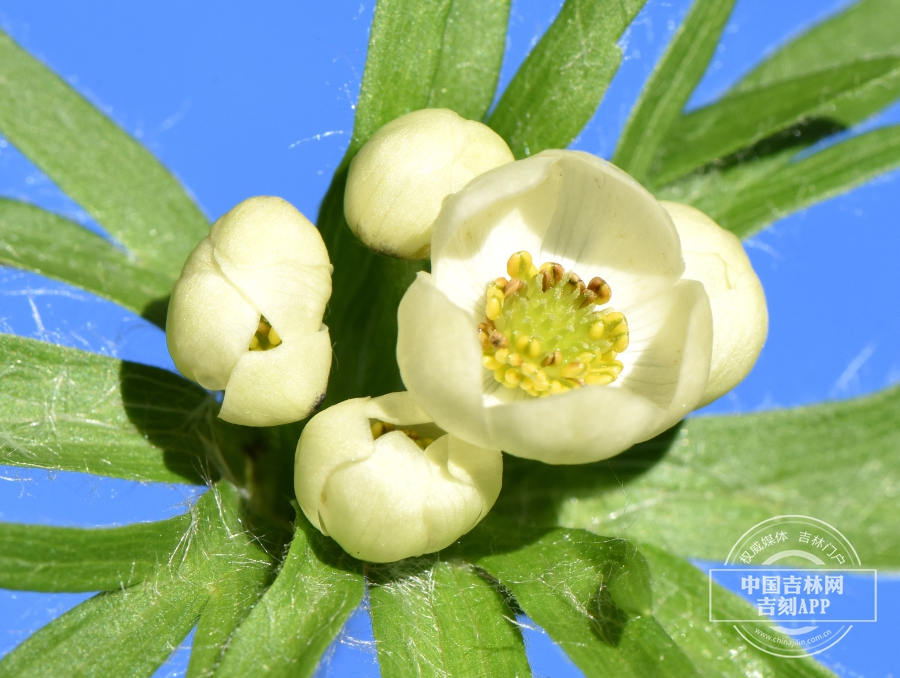 长毛银莲花花蕾.jpg