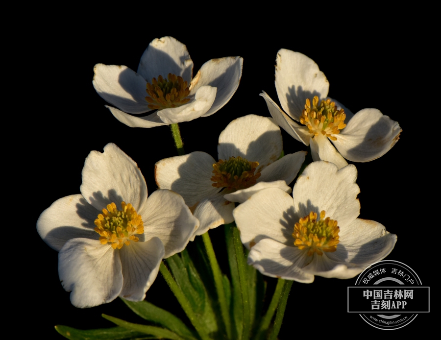 长毛银莲花花序.jpg
