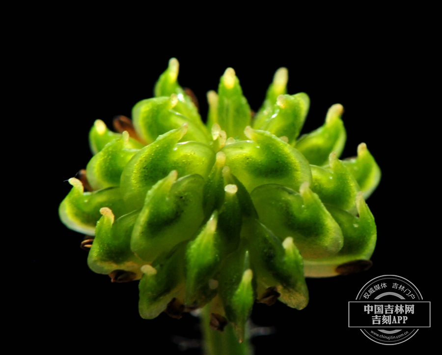 长毛银莲花果实（初期）.jpg