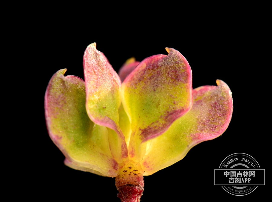 长毛银莲花果实（后期）.JPG