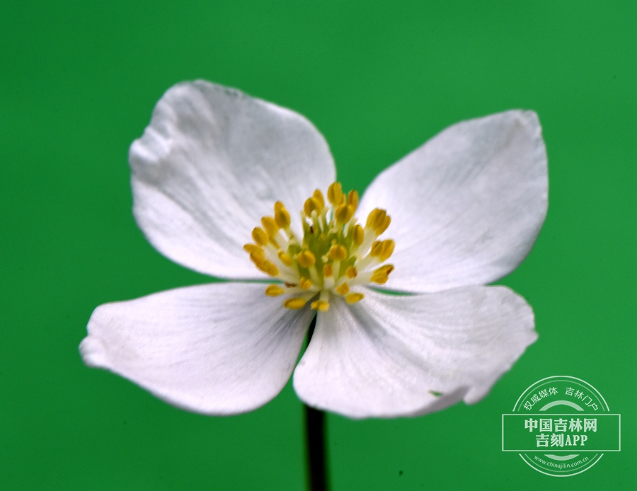 长毛银莲花花（4瓣）.jpg