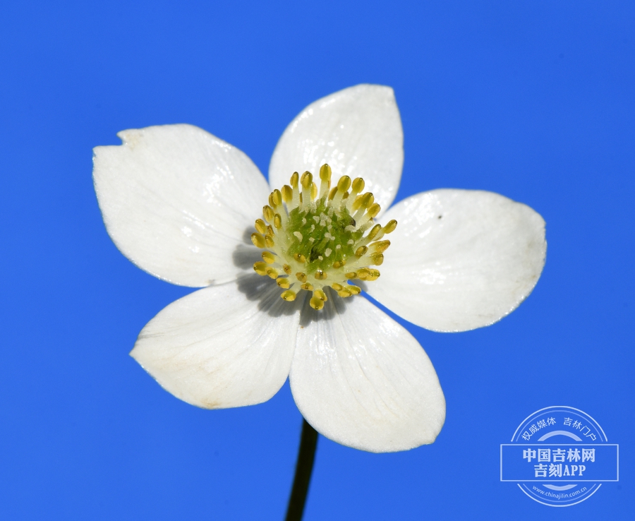 长毛银莲花花（5瓣）.jpg