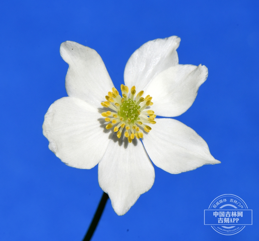 长毛银莲花花（6瓣）.jpg