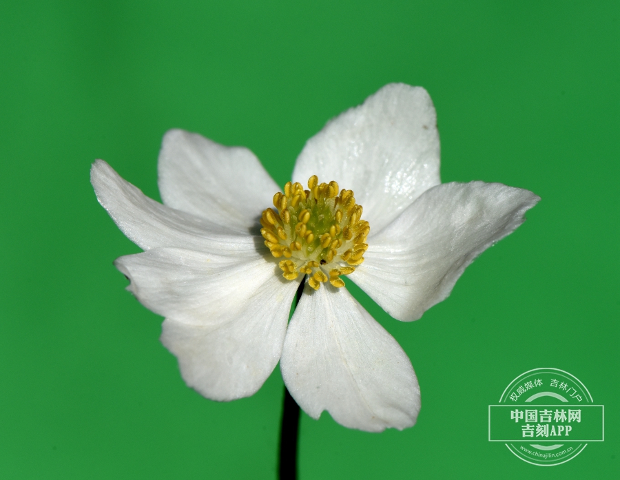 长毛银莲花花（7瓣）.jpg