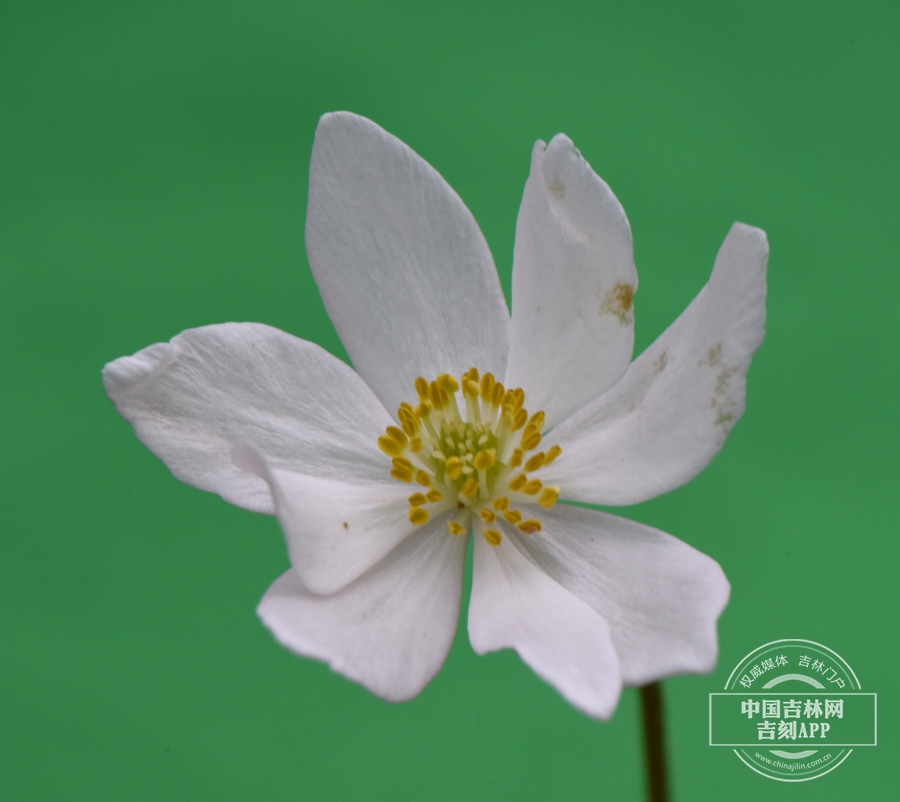 长毛银莲花花（8瓣）.jpg