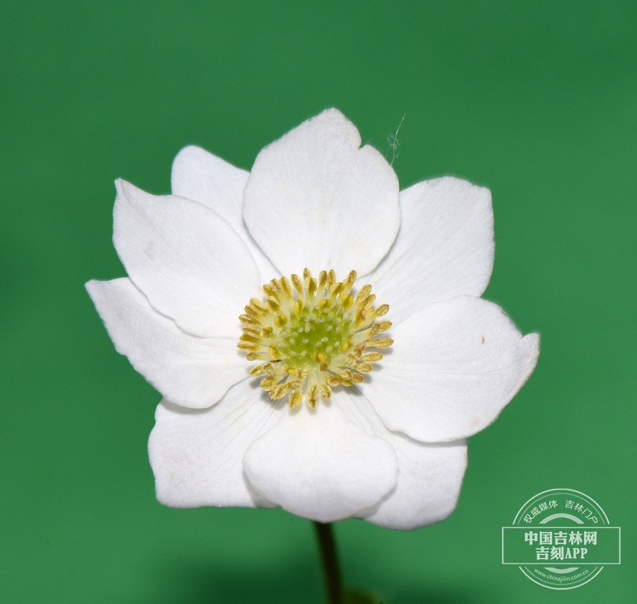 长毛银莲花花（9瓣）.jpg